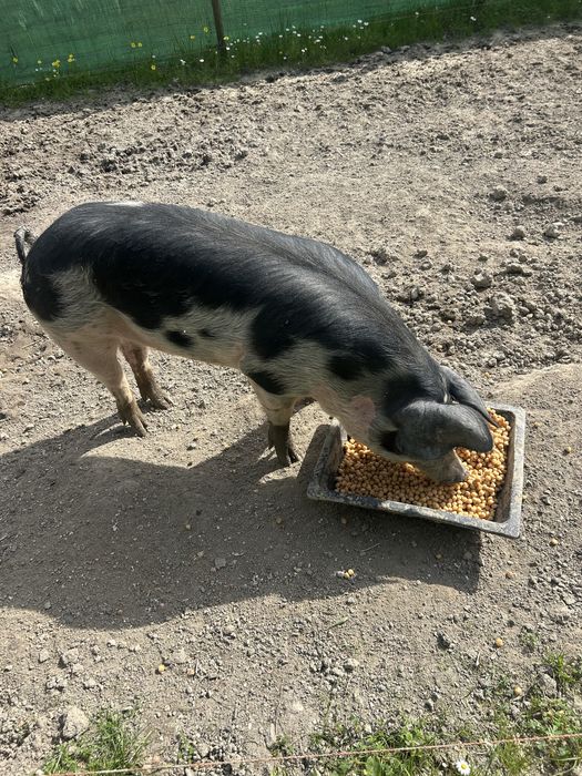 Porca criada pronta a sair