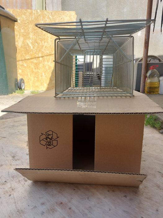 Armadilha para capturar ratos, ratazanas e outros roedores.
