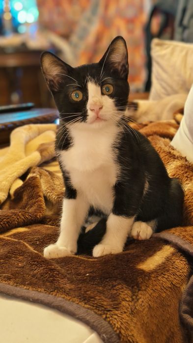 Gatinho para adoção