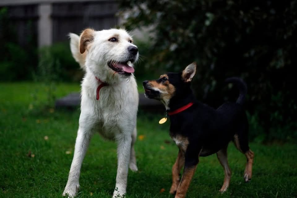 Piekna suczka szuka kochającego domku