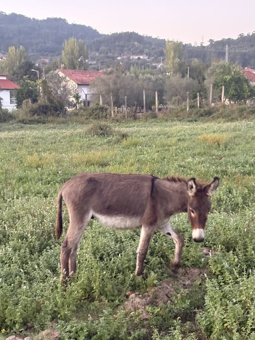 Para a venda casal de burrinhos