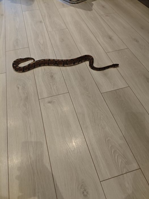 Pyton królewski około 130 cm łagodny