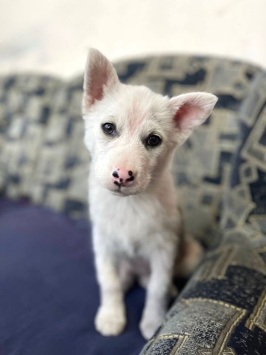 ! ЦУЦЕНЯТА шукають родину!