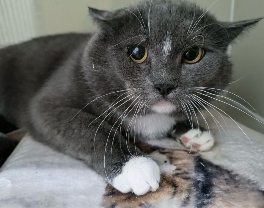 Новогоднее чудо для Локи - 4 года, кастрирован