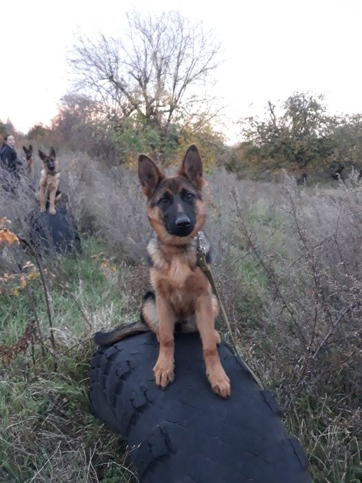 Немецкие овчарки