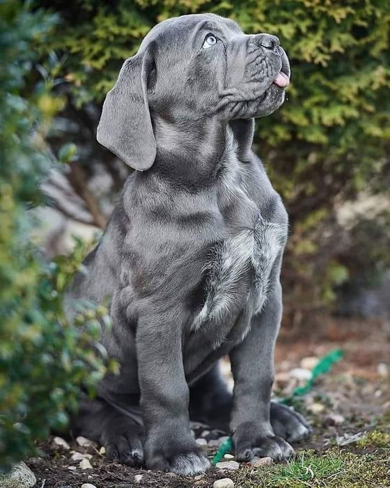 Малюки кане корсо