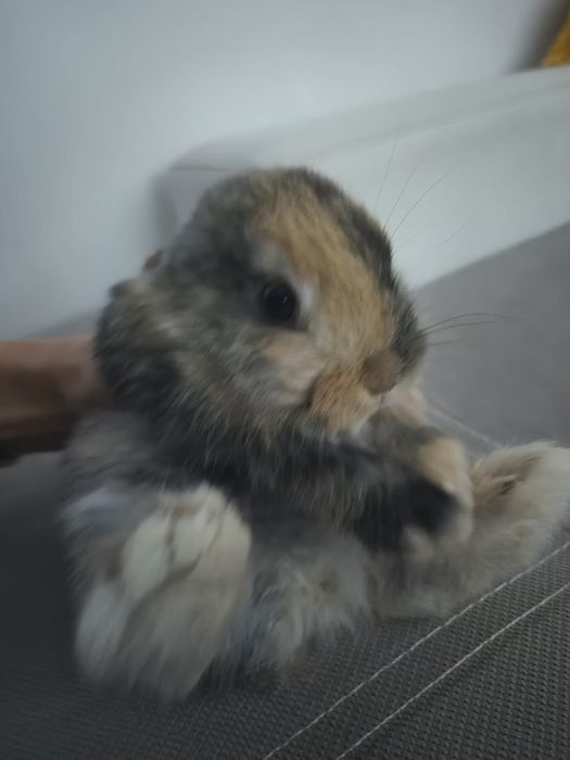 Króliki miniaturowe Baranki. Sklep zoologiczny Rafa Kraków.