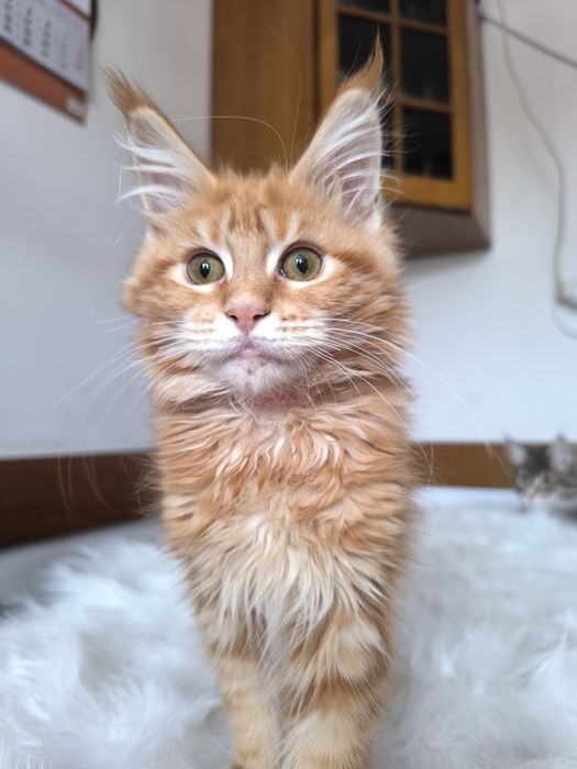 Ruda koteczka szuka swojej rodziny