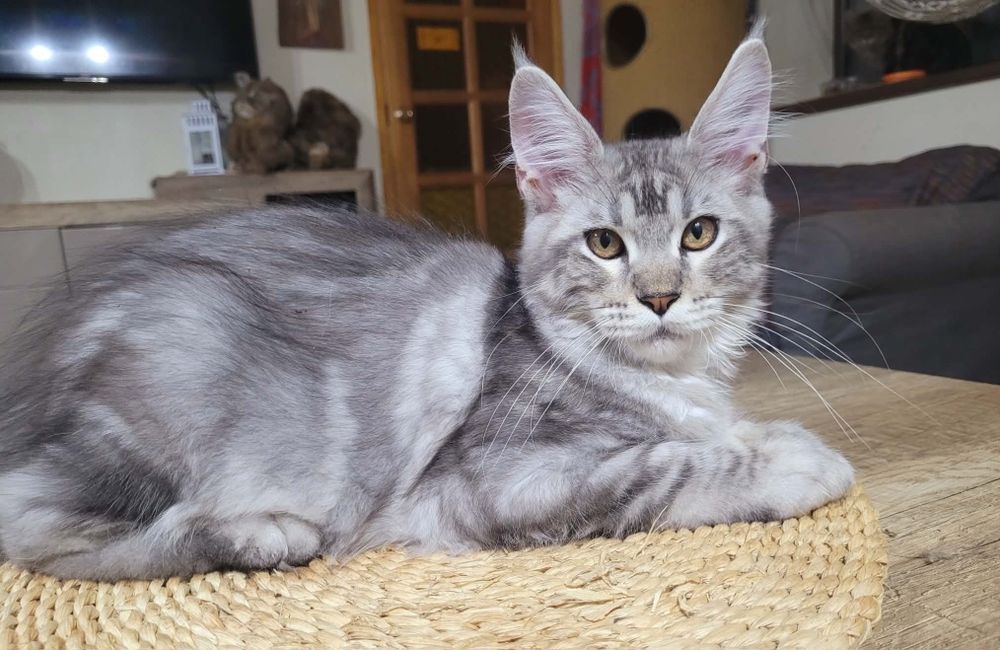 Srebrny maine coon