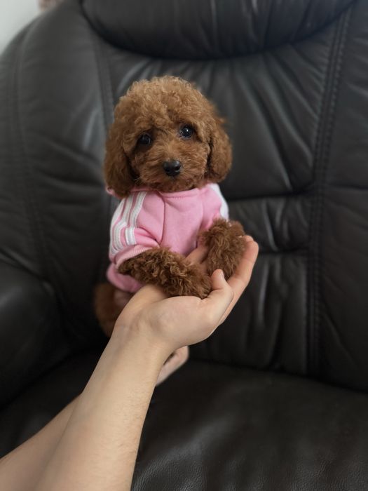 Дівчинка той пудель 2 місяці