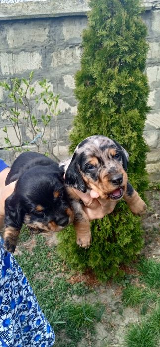 Цуценята такси..