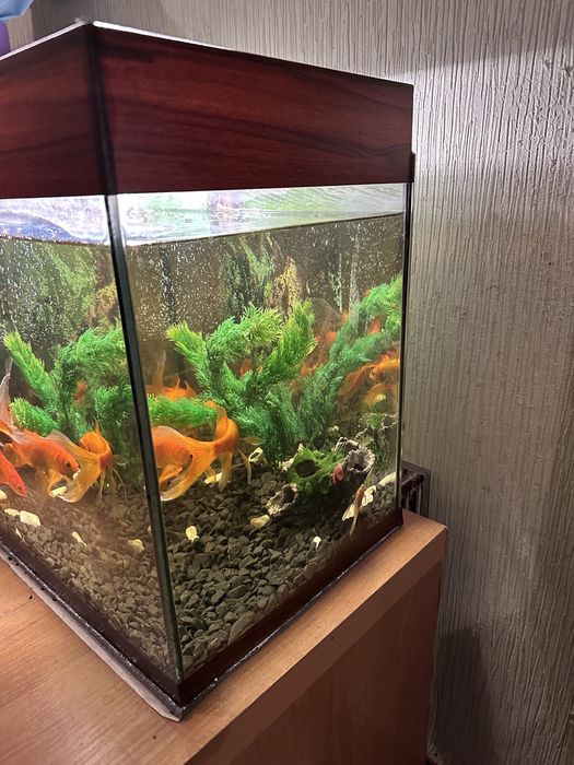 Акваріум 50 літрів, аквариум без риби