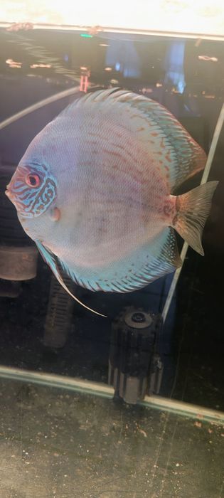 Dyskowce Paletki  Discus Brilant turkus Piwowarski  19cm +. PARA