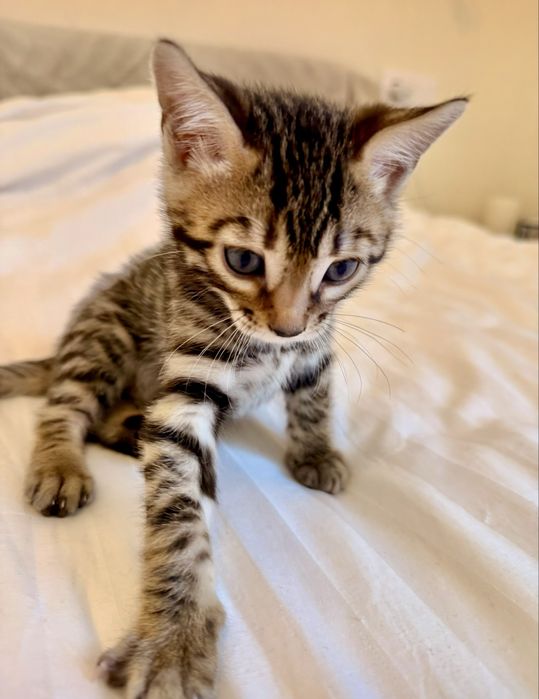 Продаж кошенят бенгалів