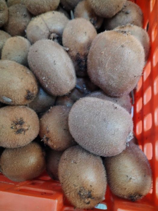 Kiwi fruto (biológicos, sem tratamentos)
