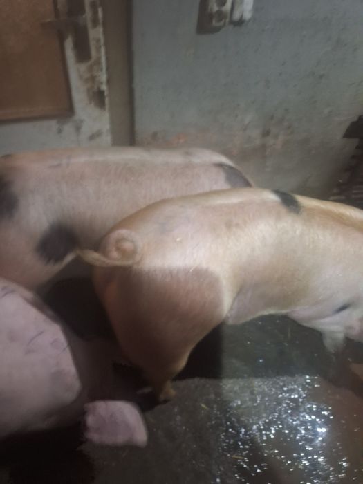 Свині,тушки , півтушки...