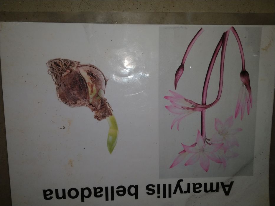 Bolbos Amaryllis belladona
