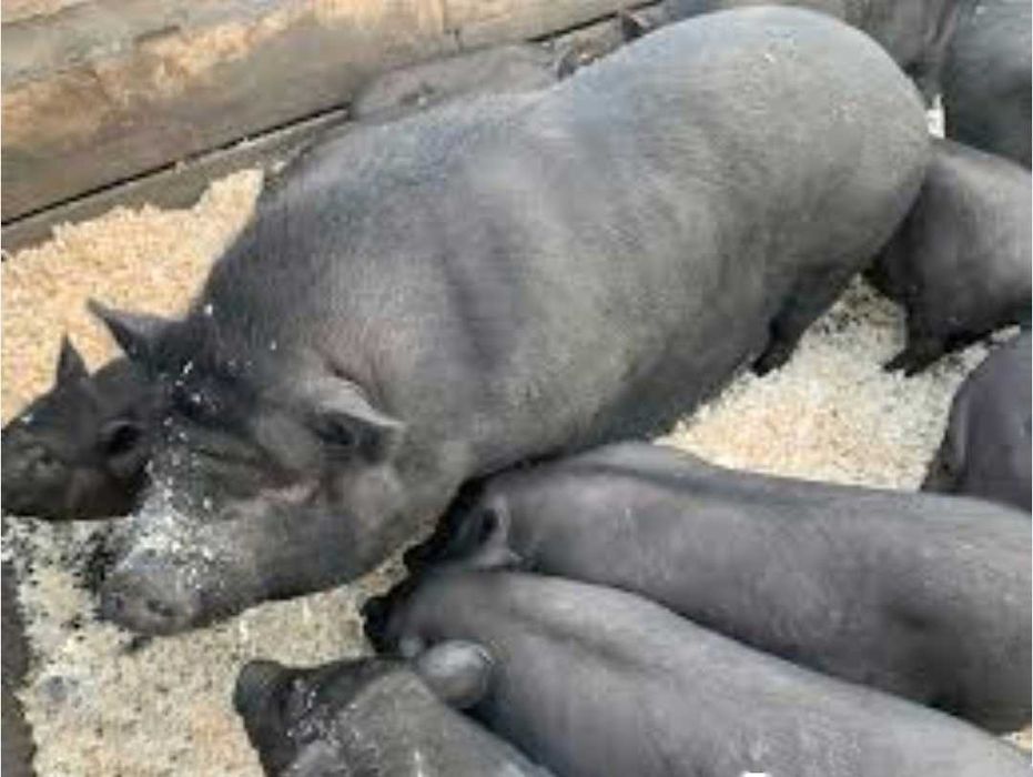 Вьетнамские вислобрюхие поросята - здоровые, крепкие, активные!