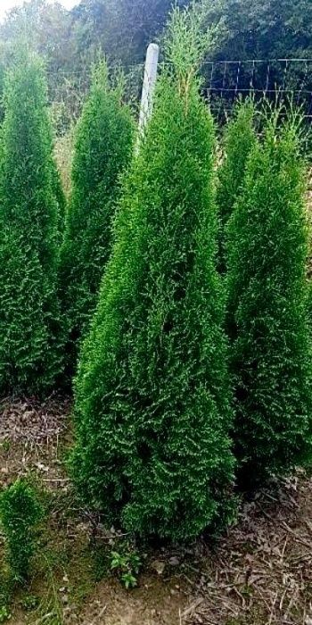 Tuja szmaragd, tuje od 60 do 250 cm! Thuja brabant do 270!