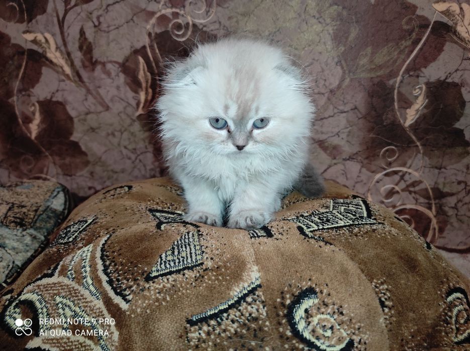Шотландськие котята Скоттиш фолд и страйт линкс поинт