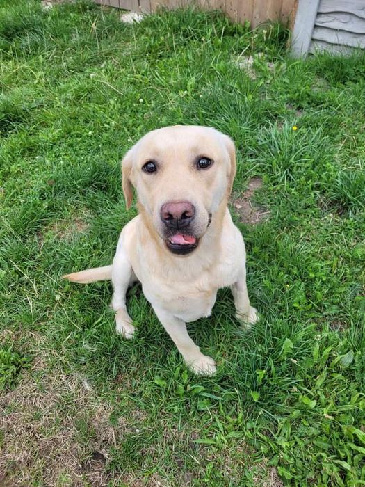 LABEK pilnie szuka domu !!!