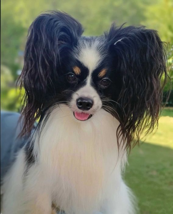 Papillon piesek tricolor ZKwP/FCI