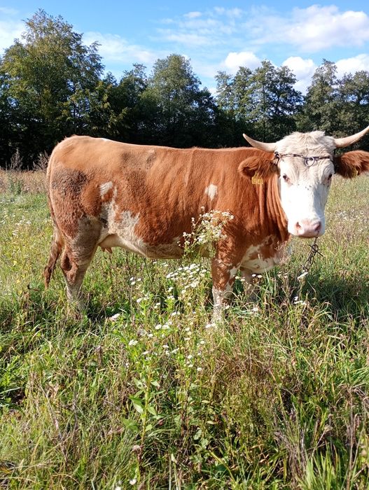 Jałówka simental wysokocielna