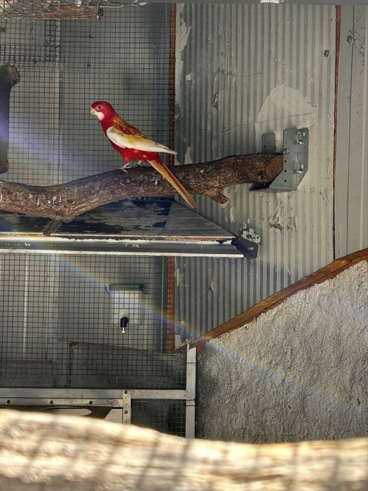 Roselas Opalinas e Rubinas