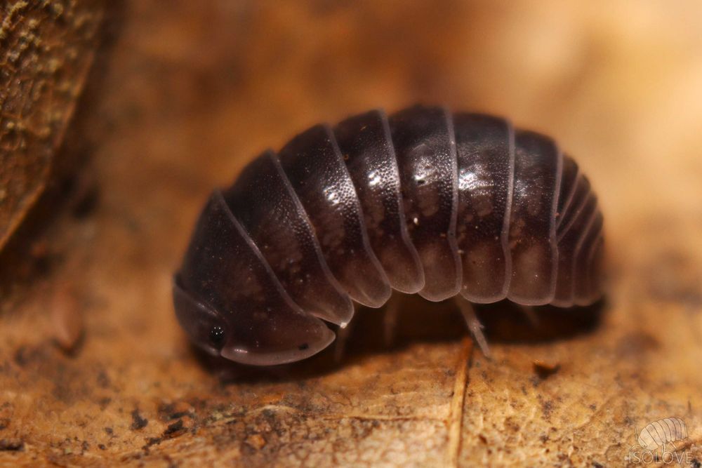 Ignamba sp. "Nigeria", rzadkie równonogi, isopoda, kulanki, prosionki