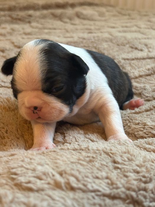 Boston Terrier ZkwP