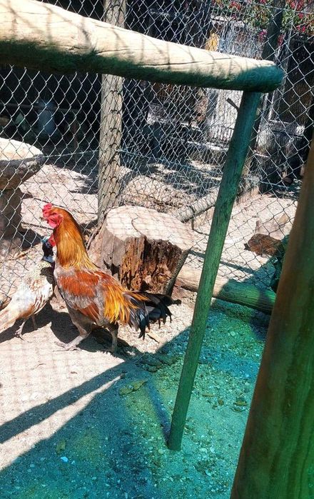 Brigador brujes e indio gigante 30€   Sumatras e fenix 20€