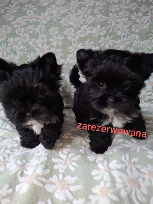 Yorkshire Terrier Black CUKIERECZKI Suczki