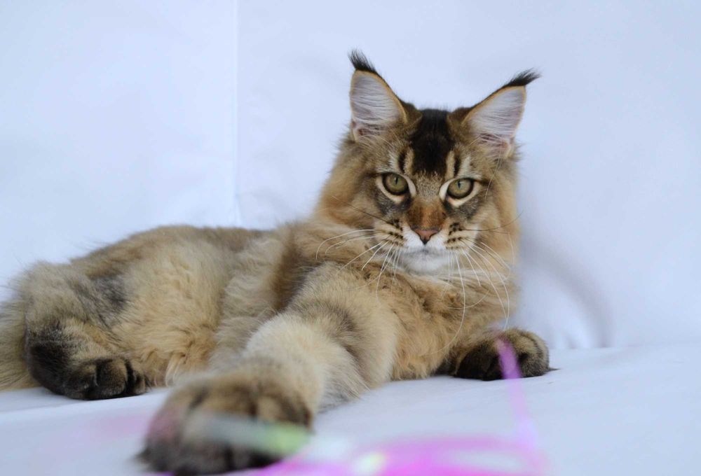 Мейн кун  . Мальчик Romeo 5 мес.