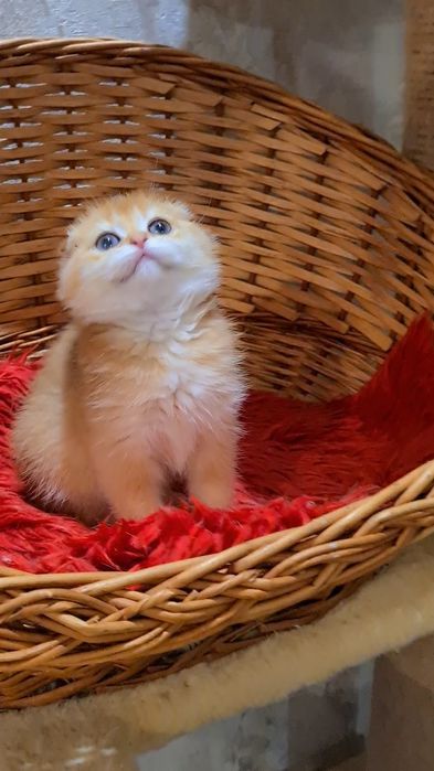 Идеальна во всём золотая шиншилла