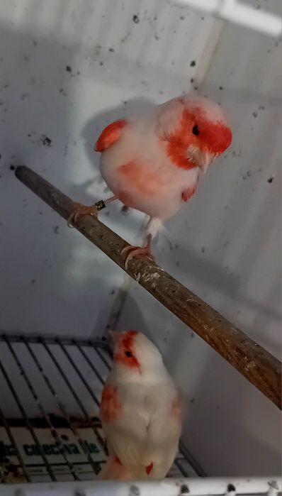 Casais de canários mosaicos vermelhos 2025