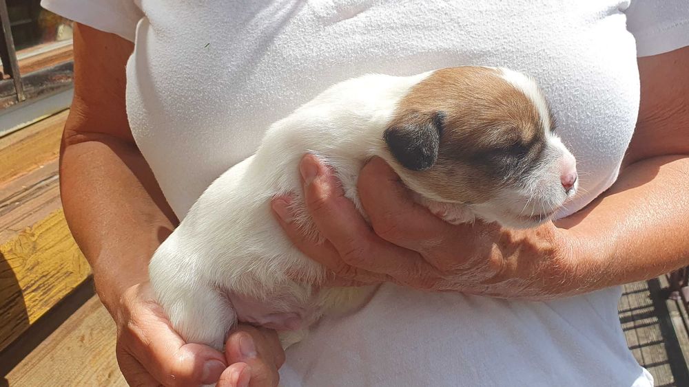 Jack Russell Terrier gładkowłosy piesek