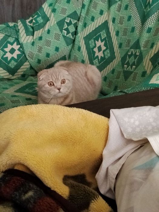 В'язка. Кіт шукає подружку