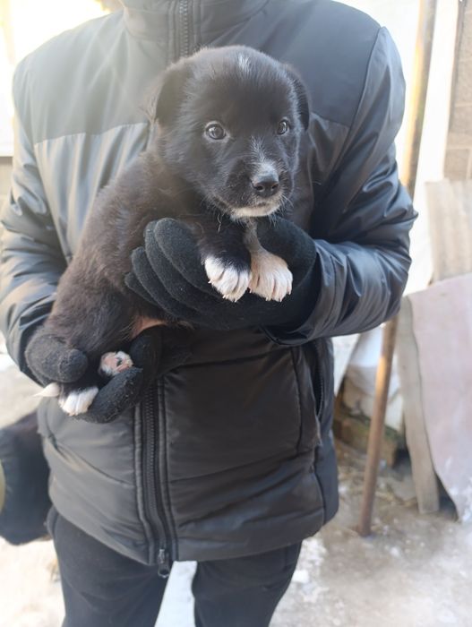 дівчинка безкоштовно