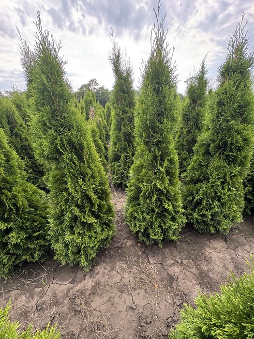 Продам тую Смарагд Супер!