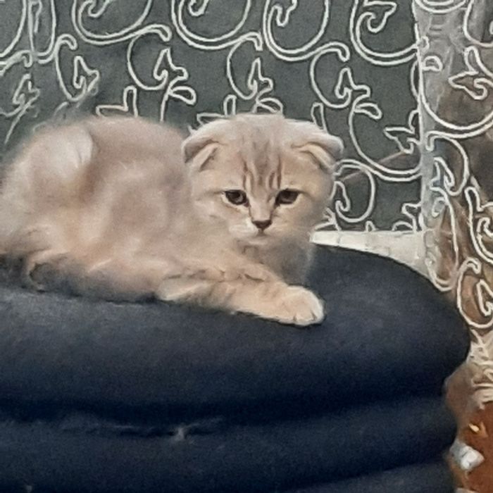 Продаются мальчик