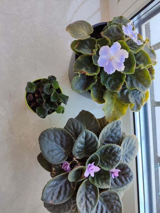 Фиалкі цвітуть з весни, є ще  маленькі, та алое