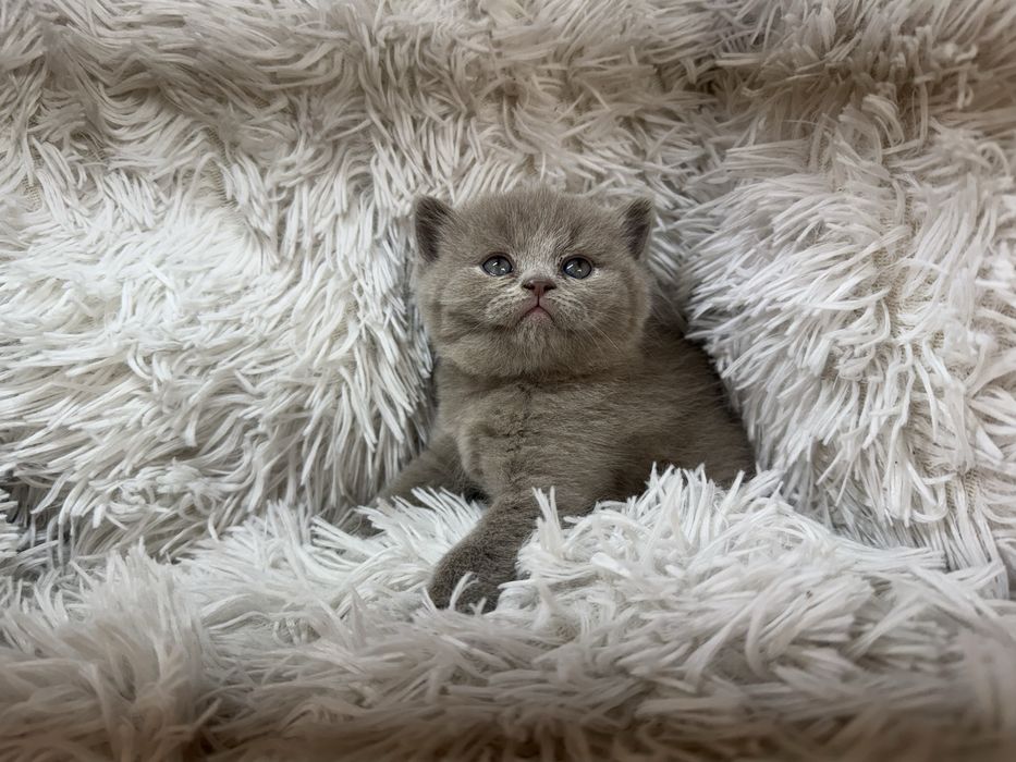 Urocze Kocięta Brytyjskie