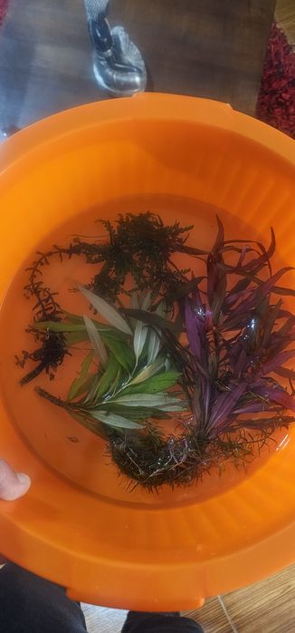 Pack de plantas aquario