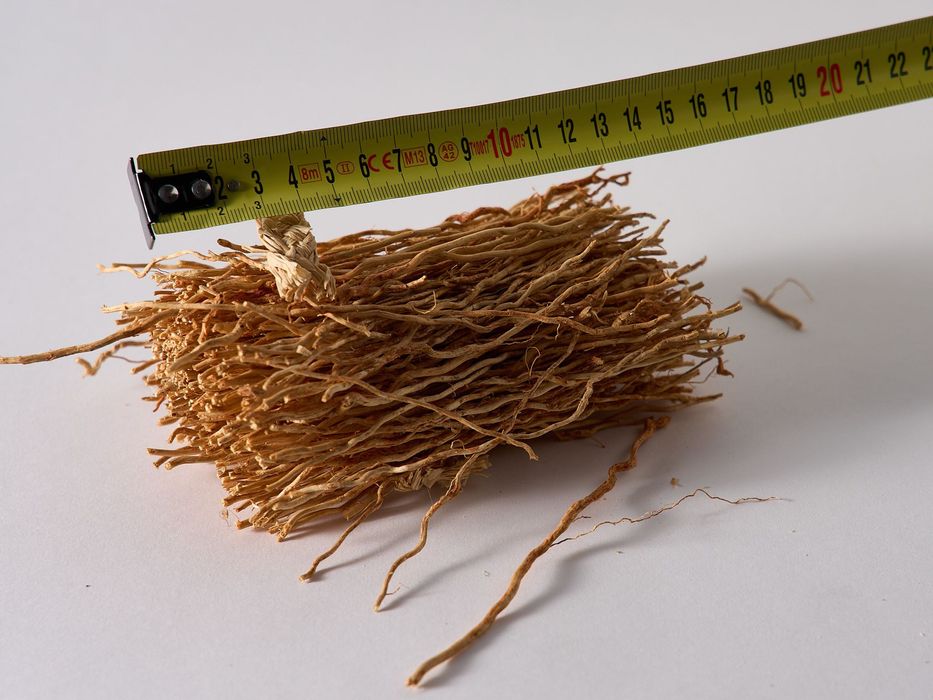 Molho de raiz de Vetiver seca