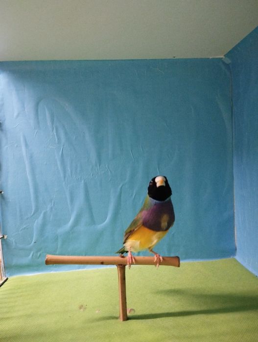 Diamantes gould machos