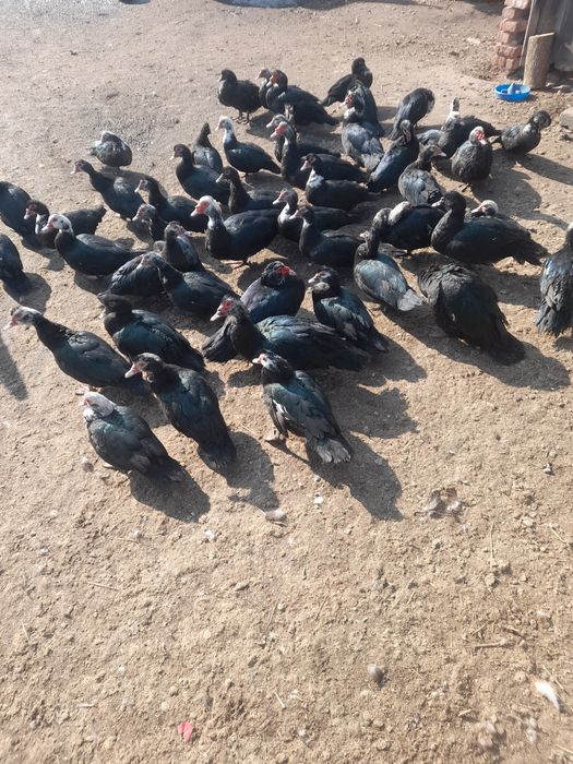 Продам індокачок