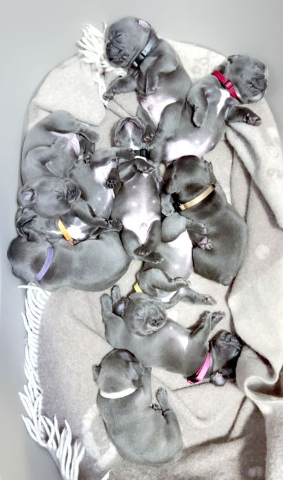 Гарний бульдог блакитний колір