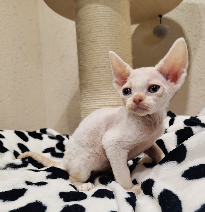 Devon rex kocurek