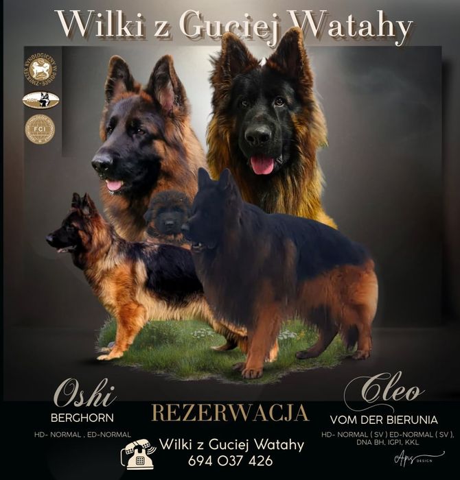 Owczarek niemiecki długowłosy FCI
