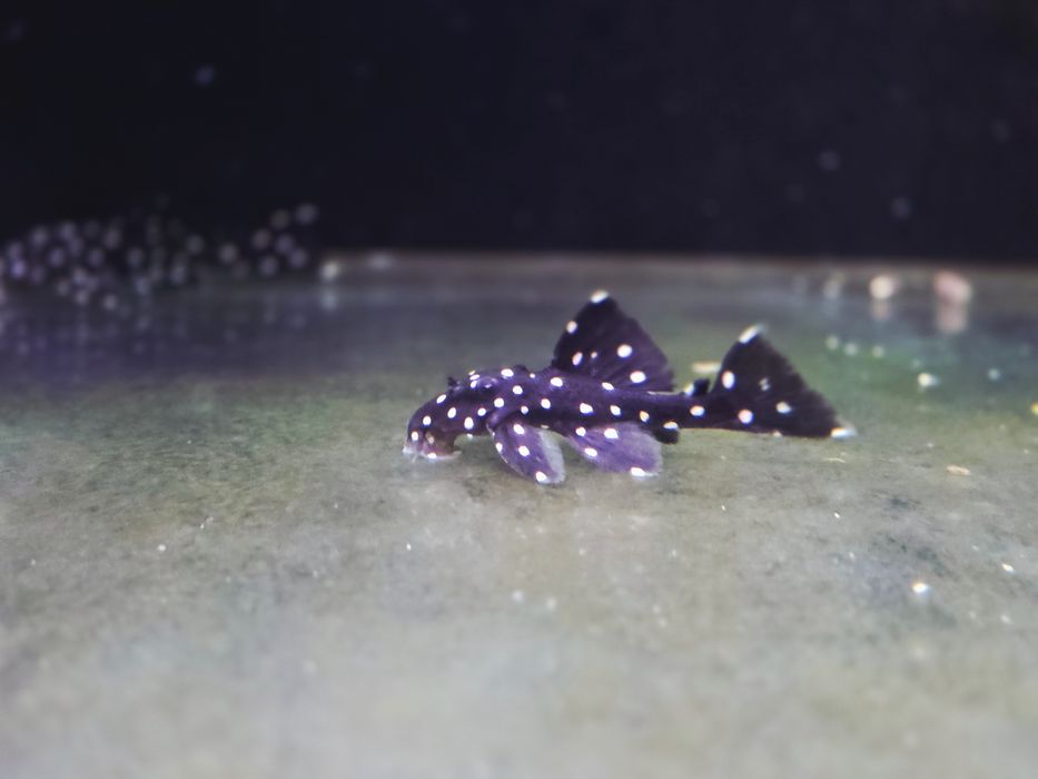 Zbrojnik L240 Leporacanthicus galaxias (glonojad)